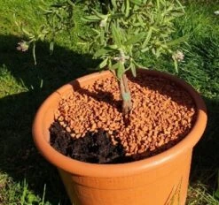 Bio-Pflanz-Granulat Für Hochbeete, Balkon- & Kübelpflanzen, 12,50 L -Pflanzensamen Rabatt seramis bio pflanz granulat fuer hochbeete balkon kuebelpflanzen 1680382 de