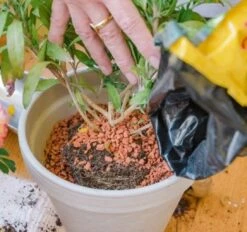 Bio-Pflanz-Granulat Für Hochbeete, Balkon- & Kübelpflanzen, 12,50 L -Pflanzensamen Rabatt seramis bio pflanz granulat fuer hochbeete balkon kuebelpflanzen 1680383 de