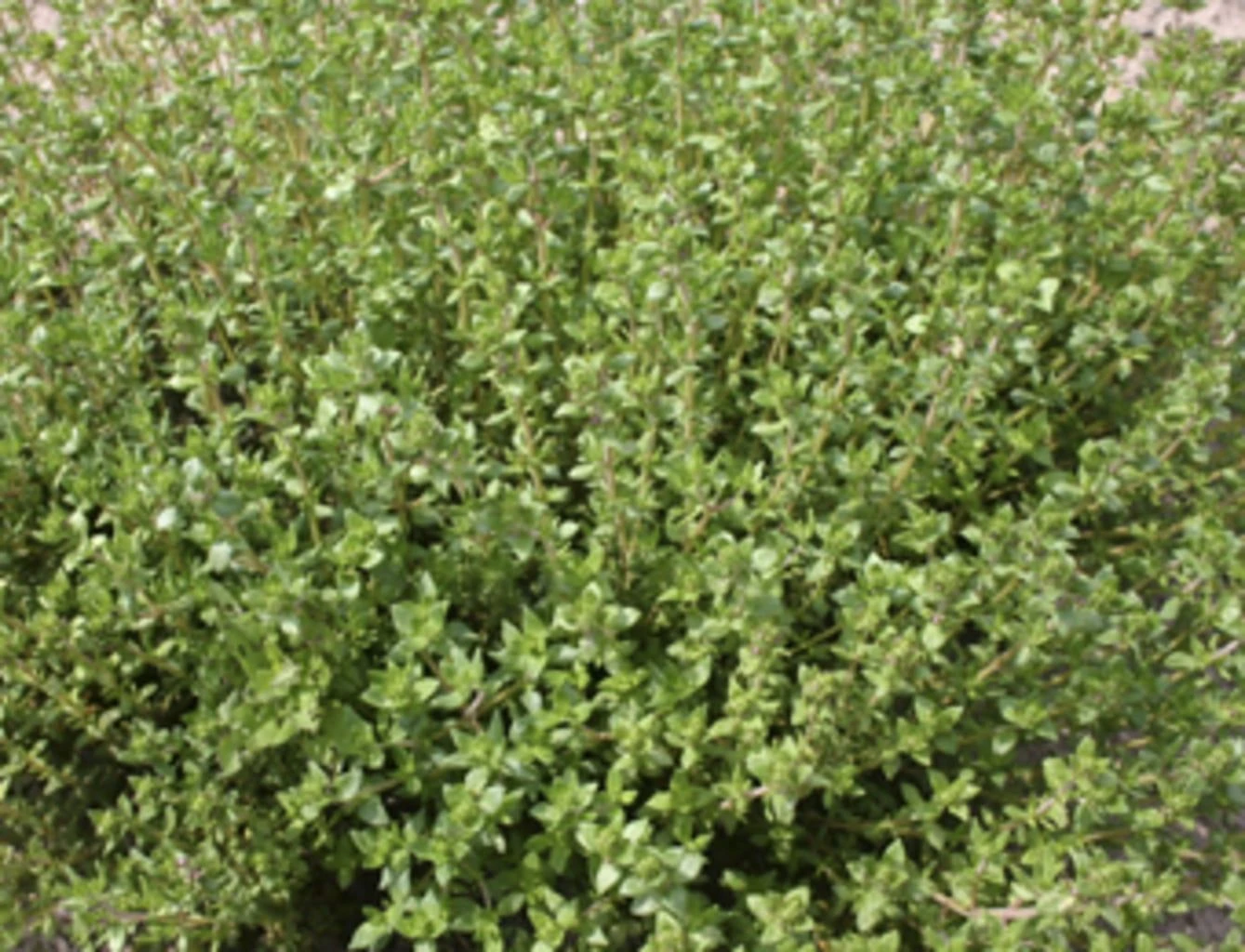 Thymian "Deutscher Winter", 0,50 G 4 Thymian "Deutscher Winter", 0,50 G – Bild 2