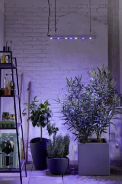 GrowLight Quattro, 35 Watt 7 GrowLight Quattro, 35 Watt -Pflanzensamen Rabatt venso growlight quattro 35 watt 884065 de