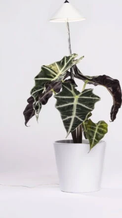 SUNLiTE Pflanzenlampe 7W, Weiß 11 SUNLiTE Pflanzenlampe 7W, Weiß -Pflanzensamen Rabatt venso sunlite pflanzenlampe 7w bela 1673800 de