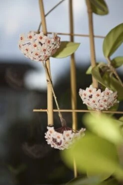 Windhager Blumenstütze Bambus - Rankgitter, 10 X 35 Cm -Pflanzensamen Rabatt windhager blumenstuetze bambus rankgitter 1666245 de