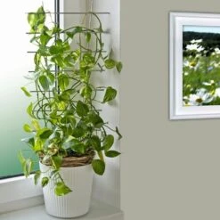 Windhager Blumenstütze Metall, 44x24cm -Pflanzensamen Rabatt windhager blumenstuetze metall 1471614 de