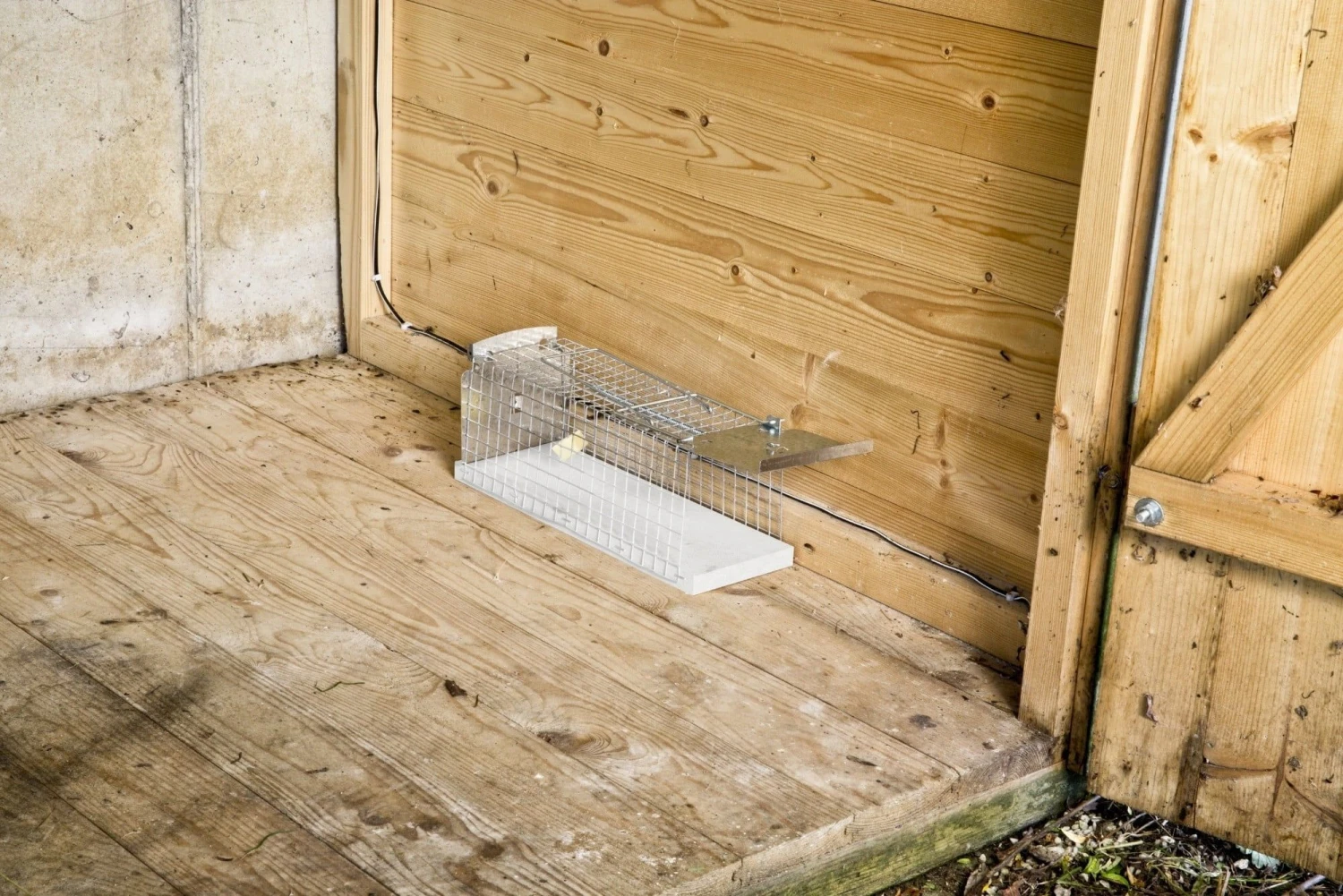 Windhager Drahtkasten-Rattenfalle 5 Windhager Drahtkasten-Rattenfalle – Bild 3