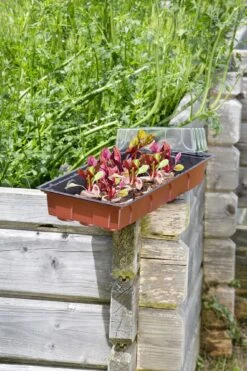 Windhager Fensterbank-Treibhaus Maxi -Pflanzensamen Rabatt windhager fensterbank treibhaus maxi 1 stk 659843 de