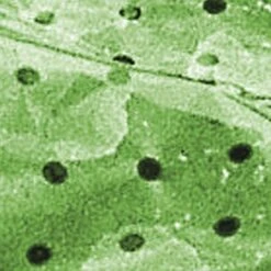 Windhager Folien-Tunnel Komplett Set -Pflanzensamen Rabatt windhager folien tunnel komplett set 1 set 1670511 de