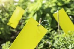 Windhager Gelbtafeln Mit Aufhänger -Pflanzensamen Rabatt windhager gelbtafeln mit aufhaenger 1 set 760777 de