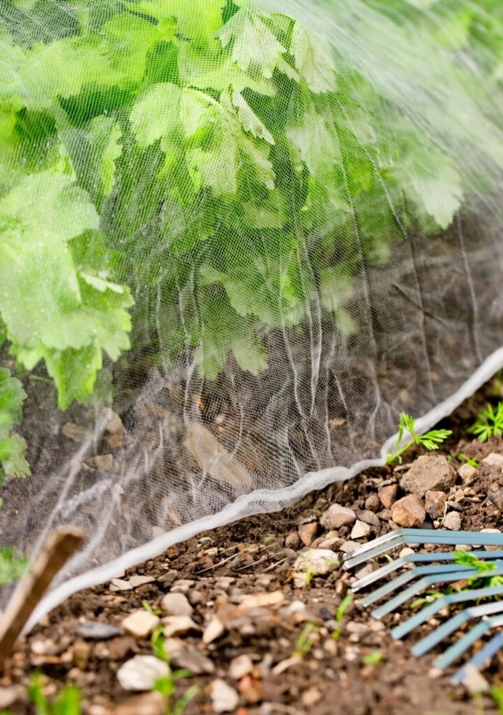 Windhager Insektenschutz-Netz 5 Windhager Insektenschutz-Netz – Bild 3