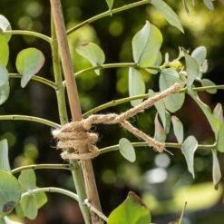 Windhager Jute Bindedraht ÖKO 9 Windhager Jute Bindedraht ÖKO -Pflanzensamen Rabatt windhager jute bindedraht oeko 1 stk 876930 de