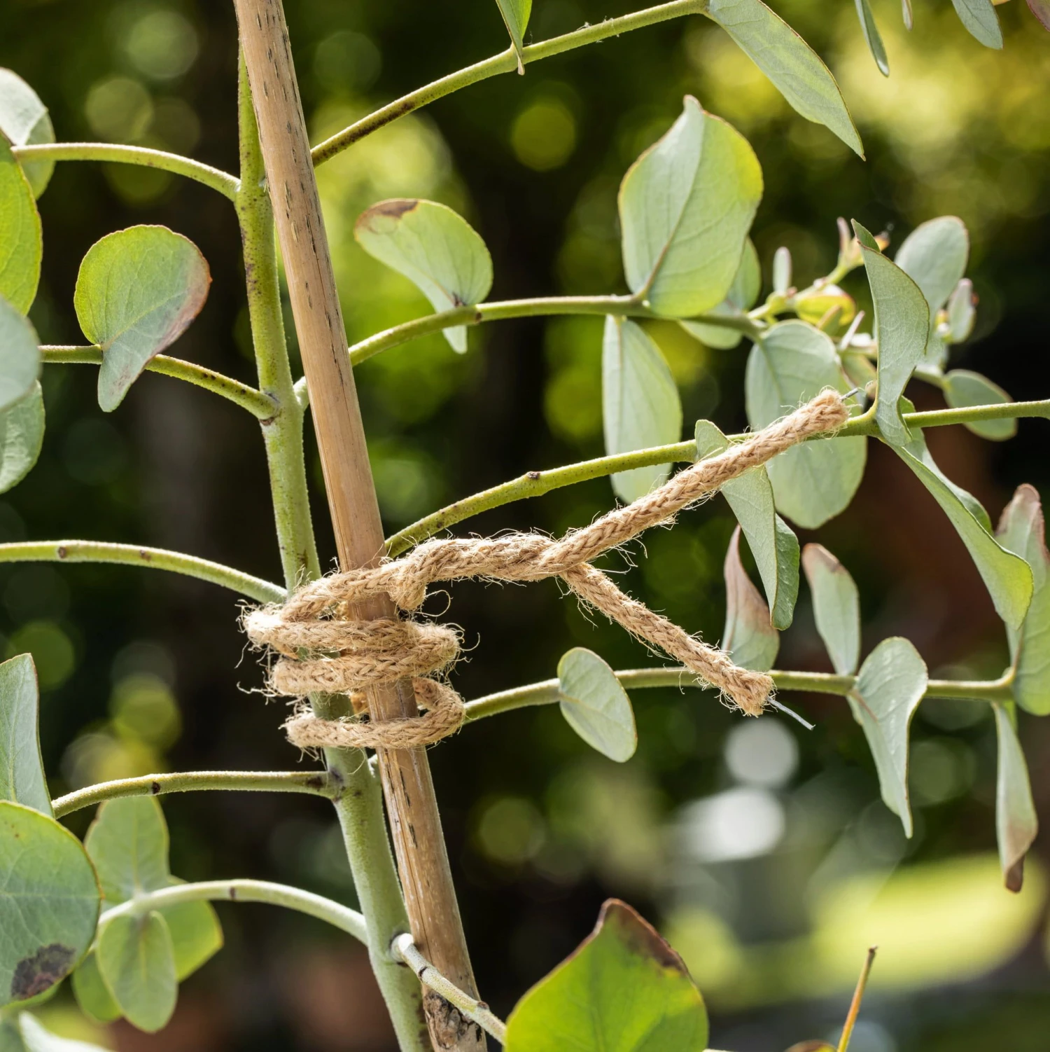 Windhager Jute Bindedraht ÖKO 6 Windhager Jute Bindedraht ÖKO – Bild 4