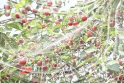 Windhager Kirschessigfliegennetz 7 Windhager Kirschessigfliegennetz -Pflanzensamen Rabatt windhager kirschessigfliegennetz 1 st 1656114 de