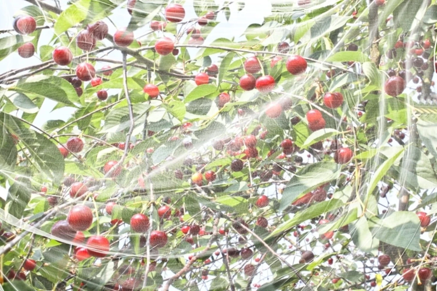 Windhager Kirschessigfliegennetz 4 Windhager Kirschessigfliegennetz – Bild 2