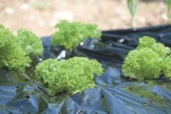 Windhager Mulch-Folie -Pflanzensamen Rabatt windhager mulch folie 1 stk 761717 de