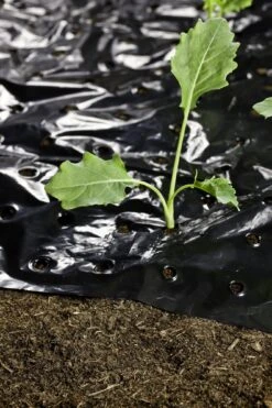 Windhager Mulch-Folie -Pflanzensamen Rabatt windhager mulch folie 1 stk 761727 de