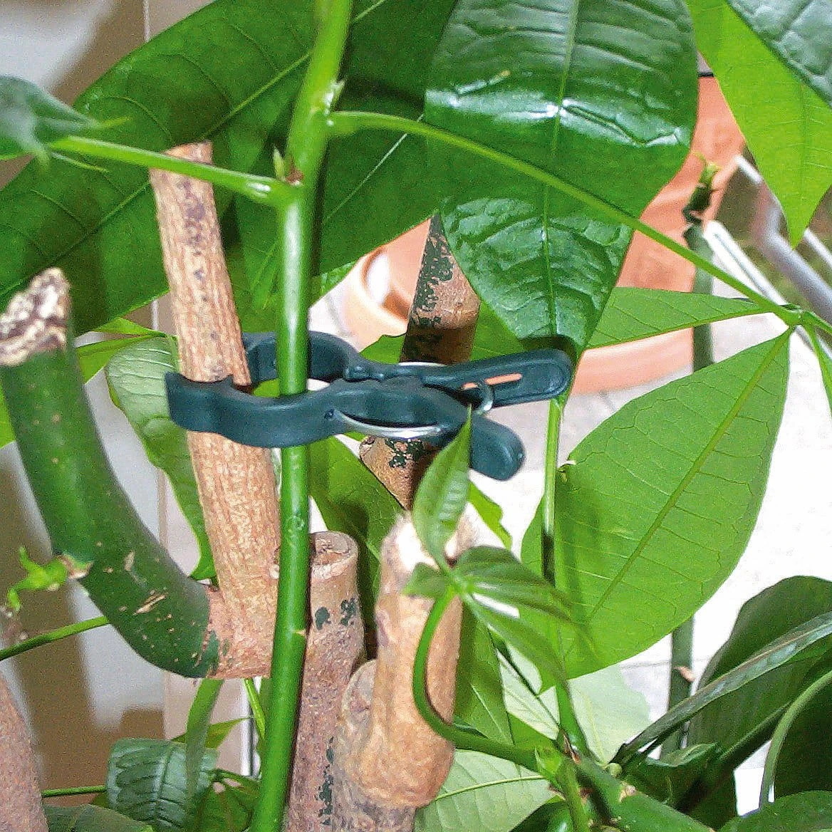 Windhager Pflanzenclips Fix, 12 Stück 4 Windhager Pflanzenclips Fix, 12 Stück – Bild 2