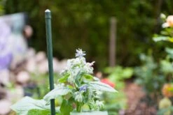 Windhager Stahlpflanzstab 10er-Set "Grün", 90 Cm 17 Windhager Stahlpflanzstab 10er-Set "Grün", 90 Cm -Pflanzensamen Rabatt windhager stahlpflanzstab 10er set gruen 894661 de