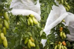 Windhager Tomaten-Vliesschlauch Supergrow -Pflanzensamen Rabatt windhager tomaten vliesschlauch supergrow 1 st 1670517 de