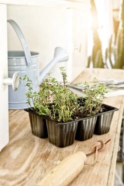 Windhager Topfplatten, 6er Platte -Pflanzensamen Rabatt windhager topfplatten 4 x 6 toepfe 761087 de