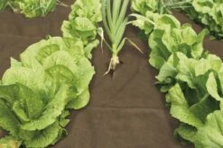 Windhager Unkraut Vlies Premium -Pflanzensamen Rabatt windhager unkraut vlies premium 1 st 1670543 de