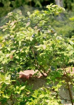 Windhager Vogelschutz-Netz ORTONET, 5x4m -Pflanzensamen Rabatt windhager vogelschutz netz ortonet 1666251 de