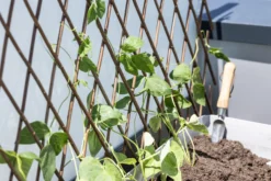 Windhager Weide-Spalier