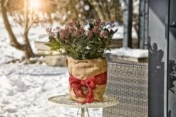 Windhager Winterschutz-Vliesmatte 7 Windhager Winterschutz-Vliesmatte -Pflanzensamen Rabatt windhager winterschutz vliesmatte 1 st 1667844 de