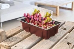 Windhager Zimmer-Treibhaus Mini Mit 8x Quelltabs 9 Windhager Zimmer-Treibhaus Mini Mit 8x Quelltabs -Pflanzensamen Rabatt windhager zimmer treibhaus mini mit 8x quelltabs 1 st 1667500 de