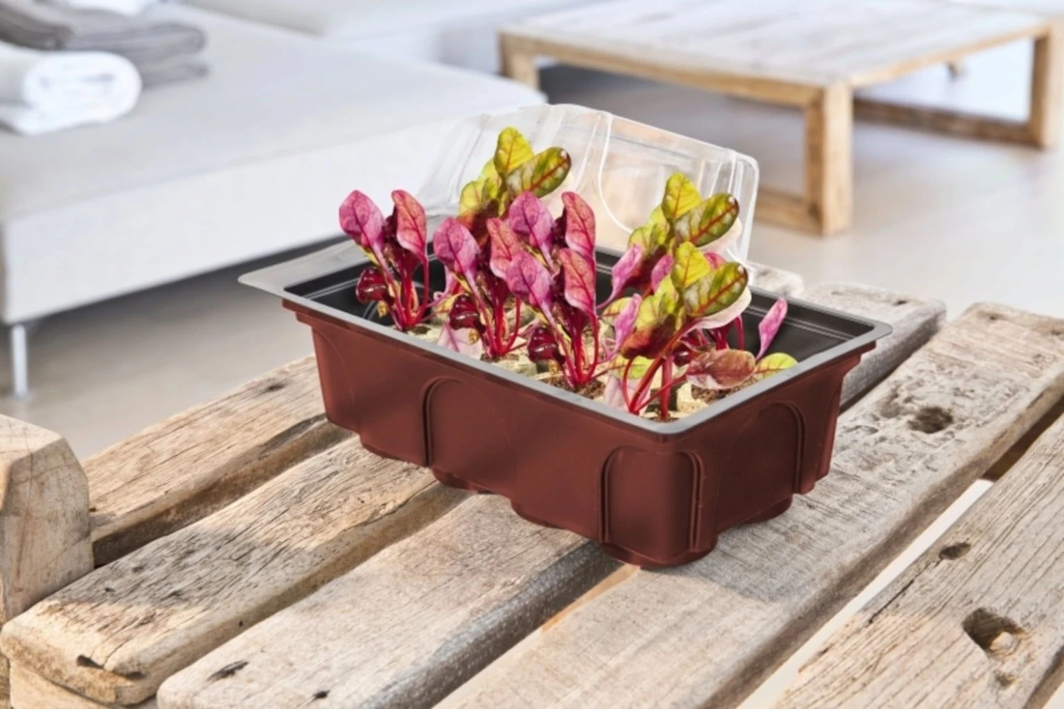 Windhager Zimmer-Treibhaus Mini Mit 8x Quelltabs 5 Windhager Zimmer-Treibhaus Mini Mit 8x Quelltabs – Bild 3