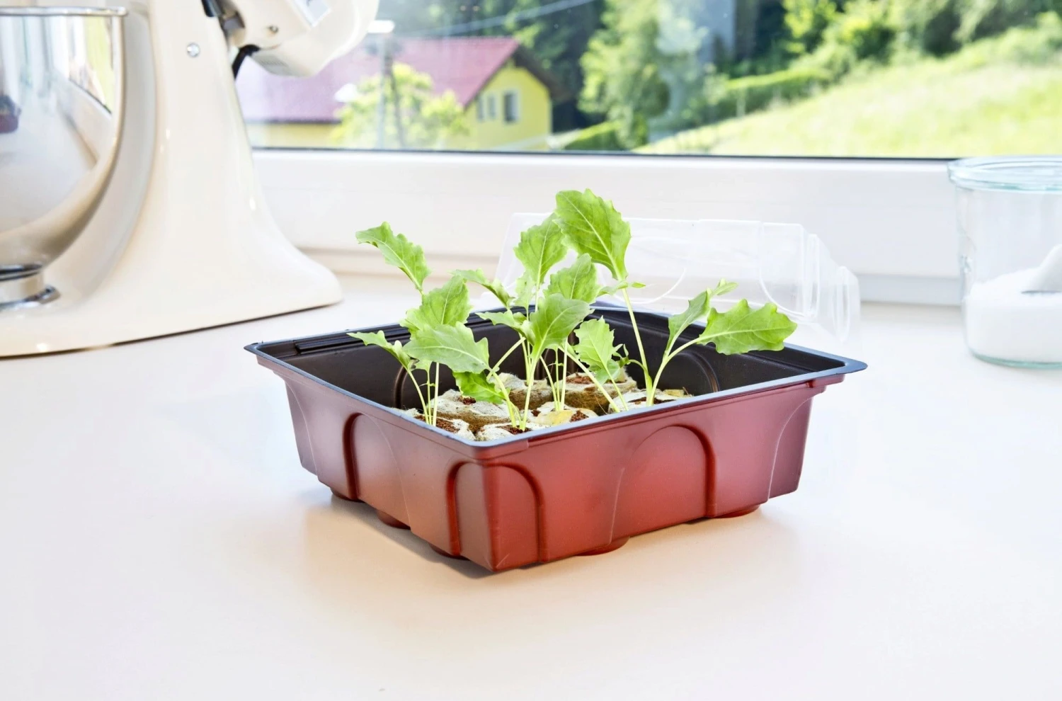 Windhager Zimmertreibhaus Inkl. 12 Quelltabs 7 Windhager Zimmertreibhaus Inkl. 12 Quelltabs – Bild 5