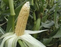 Zuckermais "Golden Bantam", 15 G -Pflanzensamen Rabatt zuckermais golden bantam 15 g 1647228 de